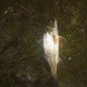 Meet your Posher, Joshua